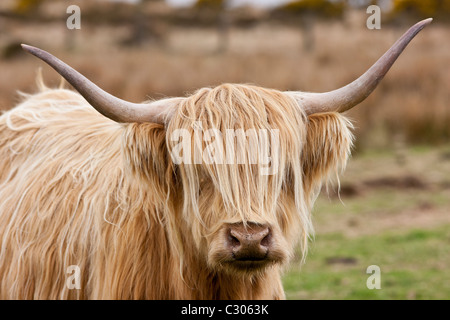 Blonde shaggy coated Highland cow with curved horns on Bodmin Moor, Cornwall