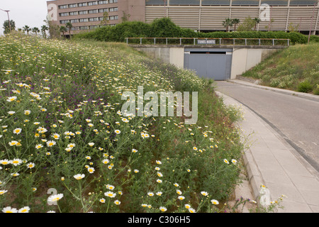 Landscape of old Olympic site, the centre of attention for the unsuccessful bids of 1999/2003, now overgrown and underused. Stock Photo