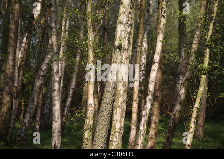 Birch tree copse coppice wood woodland Stock Photo