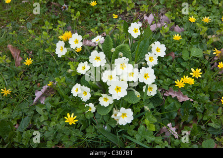 Spring and summer hedgerow wildflowers lesser celandine, Primroses, Primula vulgaris, dandelions, Salad Burdet in Cornwall Stock Photo