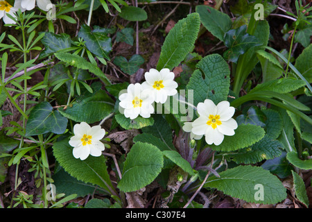 Spring and summer wildflowers Primroses, Primula vulgaris, with ivy and cleavers Galium aparine in Cornwall Stock Photo