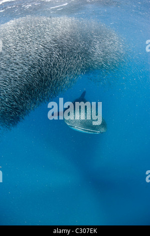 Whale shark (Rhincodon typus) feeding on baitball of silversides Stock Photo