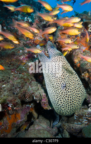 Honeycomb morey eel, Sodwana Bay, South Africa, Indian Ocean Stock Photo