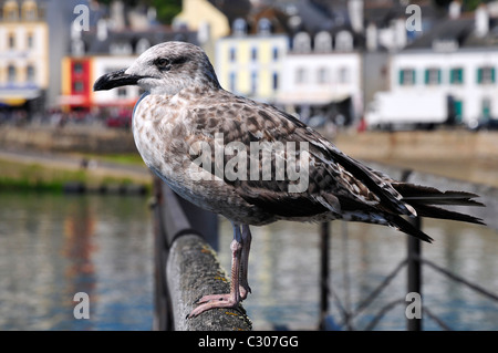 Juvenile herring gull (Larus argentatus) perched on a barrier, view of profile, in Brittany in France Stock Photo