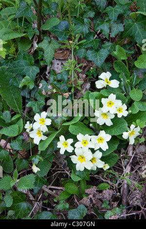 Spring and summer wildflowers Primroses, Primula vulgaris, with ivy nettles and cleavers Galium aparine in Cornwall Stock Photo