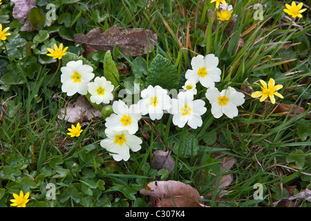 Spring and summer hedgerow wildflower Primrose, Primula vulgaris, Lesser Celandine, and grass in Cornwall, England, UK Stock Photo
