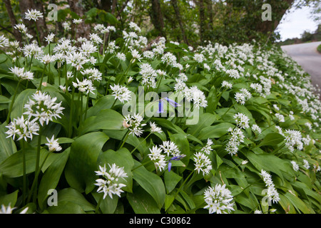 Ramsons wild garlic, Allium Ursinum with bluebell in wild hedgerow, Cornwall, England, UK Stock Photo