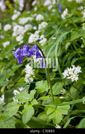 Ramsons wild garlic, Allium Ursinum with bluebell in wild hedgerow, Cornwall, England, UK Stock Photo