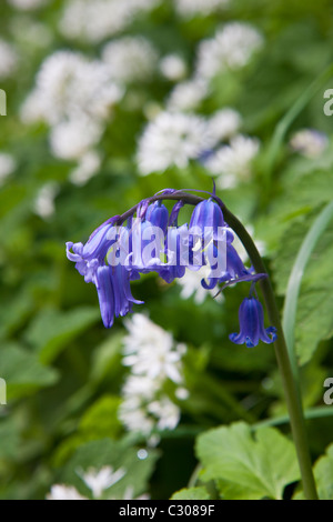 Bluebell among ramsons wild garlic, Allium Ursinum in wild hedgerow, Cornwall, England, UK Stock Photo