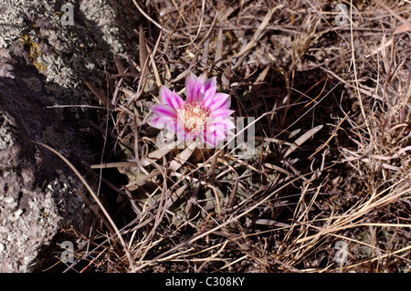 Photo of a wild cactus (Stenocactus obvallatus) blooming Stock Photo