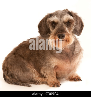 A Miniature Wire Haired Dachshund Dog sitting on a white back ground