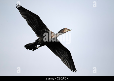 Little-black cormorant, Phalacrocorax sulcirostris, single bird in flight, Bali, Indonesia, March 2011 Stock Photo