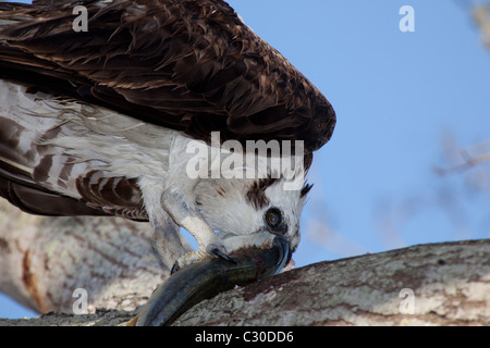 Osprey in a tree eating a fish Stock Photo