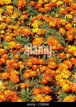 Marigold flowers, Calendula officinalis Linn. Stock Photo