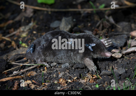 Flies on dead European mole, Talpa Europaea, in a country garden, the Cotswolds, Oxfordshire, UK Stock Photo