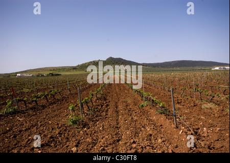 NEWLY PLANTED VINEYARD OF YOUNG VINES IN SPRING NEAR MOLLINA ANDALUCIA SPAIN WITH AN OLIVE GROVE NEAR THE HILL Stock Photo