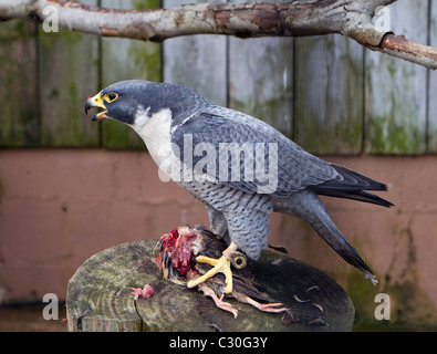 The Peregrine Falcon Falco peregrinus feeding on a freshly killed bird. Duck Hawk.  Fastest animal in the animal kingdom. Stock Photo