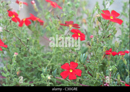 Crimson phlox (Jamesbrittenia bergae) flowers, vulnerable known from only one site flower in Kirstenbosch Stock Photo