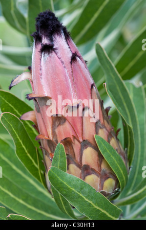 Blue sugarbush (Protea neriifolia) in bud Kirstenbosch National Botanical Garden Cape Town Western Cape South Africa Stock Photo