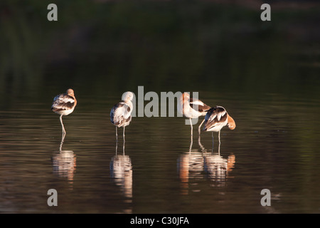 American Avocets One in Non Breeding Winter Plumage Stock Photo