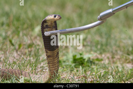 A Snouted Cobra (Naja annulifera) in a grassy area reacts to a snake hook. Stock Photo