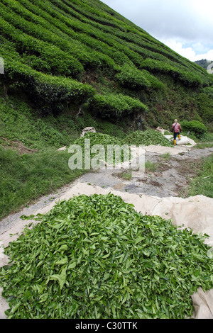 Freshly picked tea at Boh tea plantation in Cameron Highlands. Brinchang, Cameron Highlands, Pahang, Malaysia, South-East Asia, Stock Photo