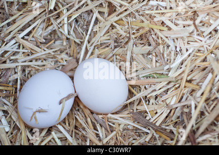 Two fresh free range white eggs, found in a chicken coop in Northumberland, England, UK. Stock Photo