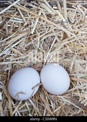 Two fresh free range white eggs, found in a chicken coop in Northumberland, England, UK. Stock Photo