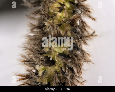 Aspen male catkin, populus tremula Stock Photo