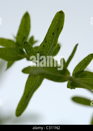 Perforate St John's-wort, hypericum perforatum Stock Photo