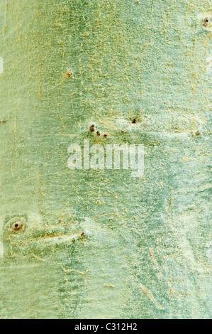 Fever Tree (Acacia xantholoea) close-up of bark Kirstenbosch National Botanical Garden Cape Town Western Cape South Africa Stock Photo