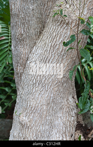 Bladder-nut (Diospyros whyteana) bark Kirstenbosch National Botanical Garden Cape Town Western Cape South Africa Stock Photo