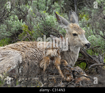Newborn Deer Fawns in the Rain Stock Photo