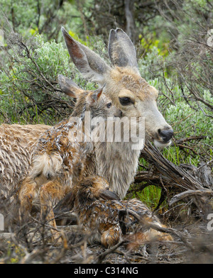 Newborn Deer Fawns in the Rain Stock Photo