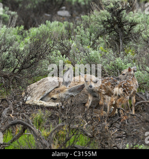 Mother Mule Deer with her newborn fawns in the rain Stock Photo