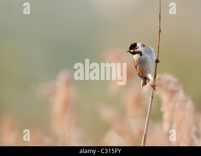 Reed Bunting (Emberiza schoeniclus) perched on reed Stock Photo