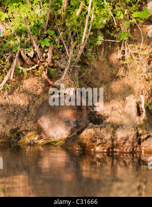 Water Vole eating waterside vegetation on River Windrush in Oxfordshire Stock Photo