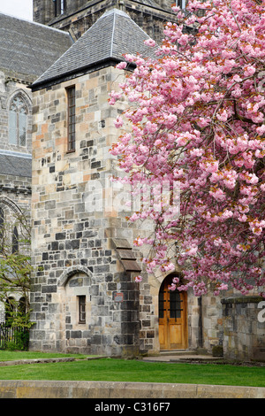 Pink cherry blossom tree beside Paisley Abbey, Scotland, UK Stock Photo