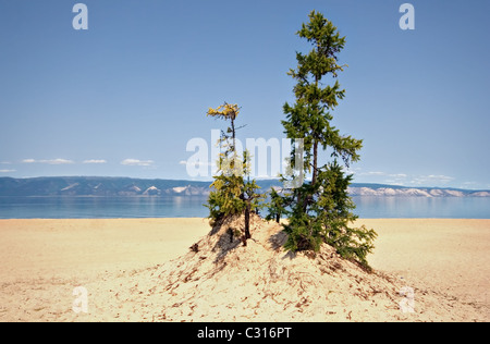 Coniferous tree at sand coast. Olkhon island. Baikal lake. Russia. Stock Photo