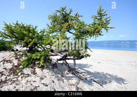 Coniferous tree at sand coast. Olkhon island. Baikal lake. Russia. Stock Photo