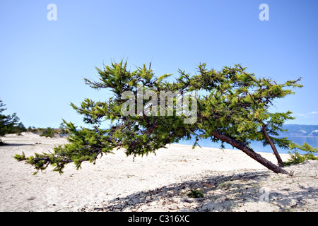 Coniferous tree at sand coast. Olkhon island. Baikal lake. Russia. Stock Photo