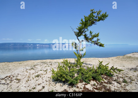 Coniferous tree at sand coast. Olkhon island. Baikal lake. Russia. Stock Photo