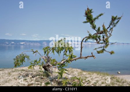 Coniferous tree at sand coast. Olkhon island. Baikal lake. Russia. Stock Photo