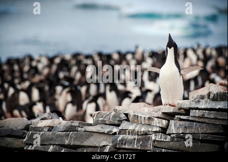 Adélie penguins standing on rocks covered with guano on Paulet Island, Antarctica. Stock Photo