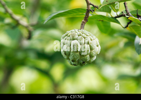 Srikaya fruit, Annona squamosa, growing on tree, Indonesia, March 2011 Stock Photo