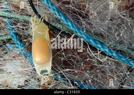 Lesser Spotted Dogfish, Scyliorhinus Canicula egg sack or a Mermaids Purse, entangled amongst fishing nets. Stock Photo