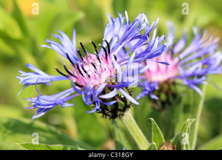 Cornflower, Bachelor's button, Bluebottle, Boutonniere flower, Hurtsickle, Cyani flower Centaurea cyanus Stock Photo