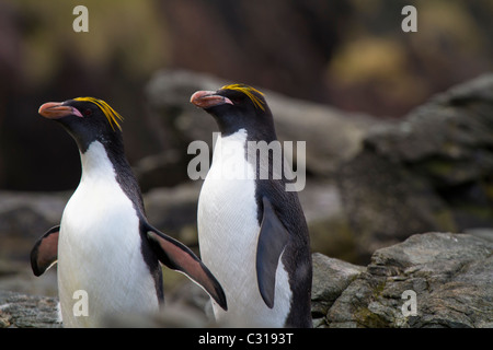 Two macaroni penguins, Cooper Bay, South Georgia Island Stock Photo