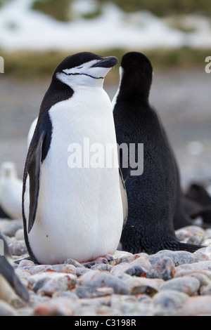 Chinstrap penguin, Cooper Bay, South Georgia Island Stock Photo