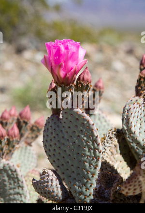 Beavertail cactus (Opuntia basilaris) in bloom - Mojave desert , California USA